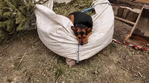 A young, bored shepherd dog. Stock Footage 302089178