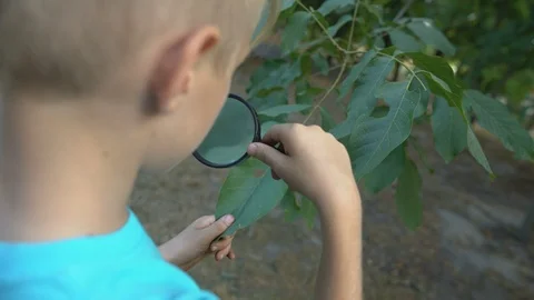Young botanist looking through magnifying glass at leaf, learning plants science Stock-Footage 117207168