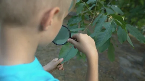 Young botanist looking through magnifying glass at leaf, learning plants science Stock-Footage 117209643