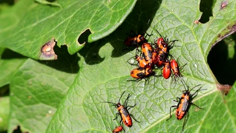 Young Boxelder bugs or nymphs on leaves Stock Footage 162046962