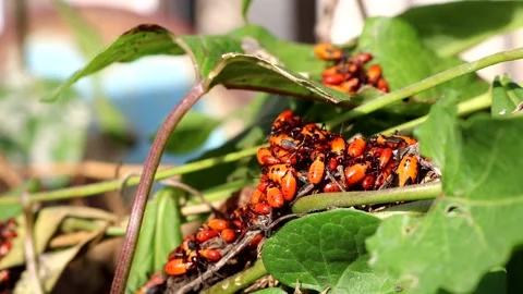 Young Boxelder bugs or nymphs | Stock Video | Pond5