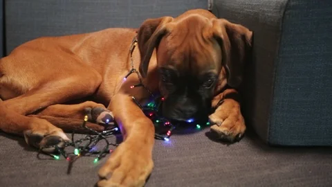 Young boxer dog lying down on sofa and playing with Christmas lights. Stock-Footage 95670882