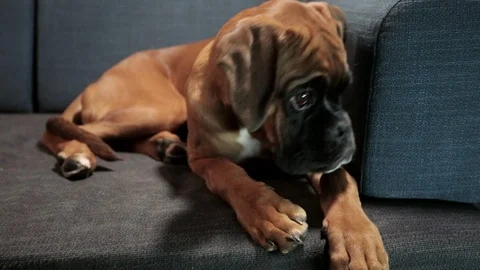 Young boxer dog lying down on sofa. Stock Footage 95835613