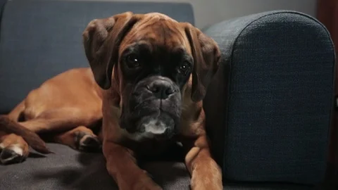 Young boxer dog lying down on sofa. Stock Footage 95835929