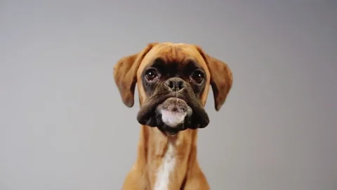 Young boxer dog lying down and suddenly starts barking. Stock-Footage 99428781