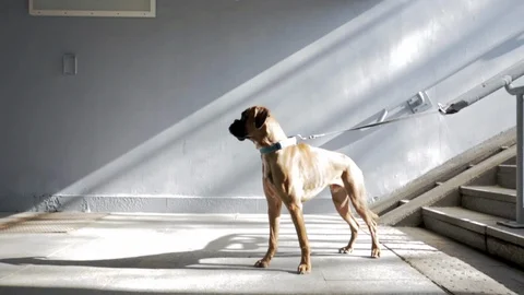 Young boxer dog standing in underground passage. Vídeo Stock 103787393