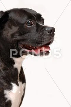 Young boxer Stock Photos