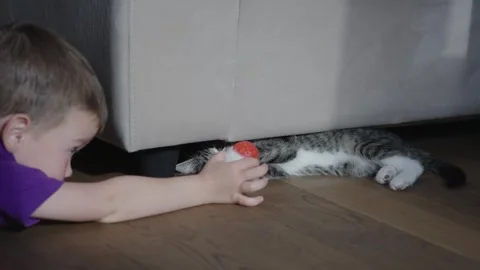 Young boy and cat playing on floor showcasing innocence of childhood and joy of Stock Footage 288772200