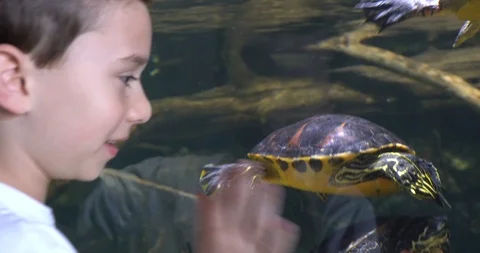 Young Boy Aquarium Turtle 스톡 동영상 88239369