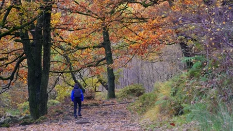 A young boy, with backpack camera and tripod in hand, walking through a tra.. Видео 254803542
