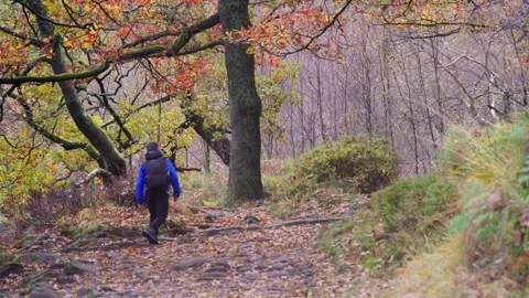 A young boy, with backpack camera and tripod in hand, walking through a tra.. Stockbeeldmateriaal 254803750