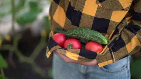 A young boy carefully harvests ripe cucumbers and tomatoes in a greenhouse Video stock 341902830