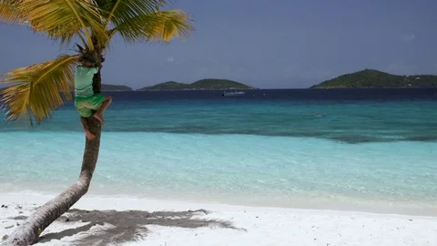 Young boy climbing a palm tree on a tropical beach in the Caribbean Stock Footage 83732474