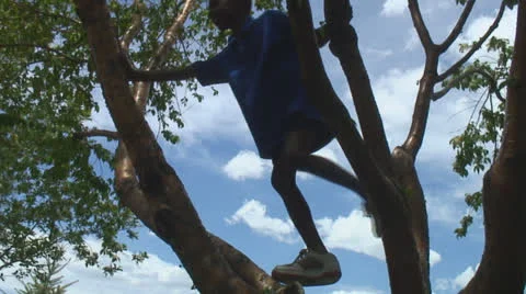 Young boy climbing tree Stock Footage 25192337