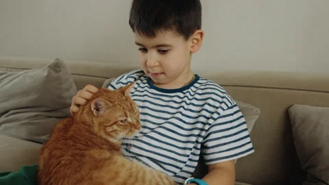 Young boy on couch petting cat with whiskers, sharing comfort and affection Stock Footage 274663270