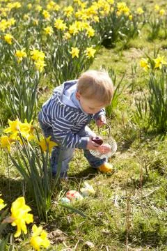 Young boy on easter egg hunt in daffodil field Stock Photos