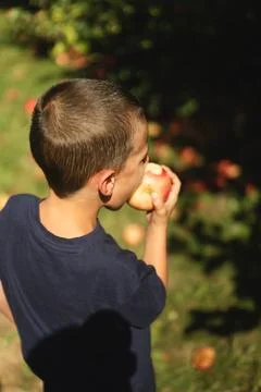 Young boy eats fresh apple in sunny orchard setting Stock Photos