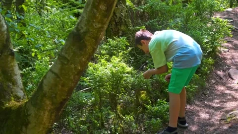 Young boy exploring the forest, woodlands and inspecting the wildlife and i.. Stock Footage 243834904