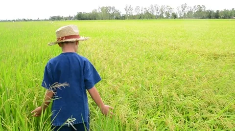 Young boy fall on the rice field Stock Footage 54334995