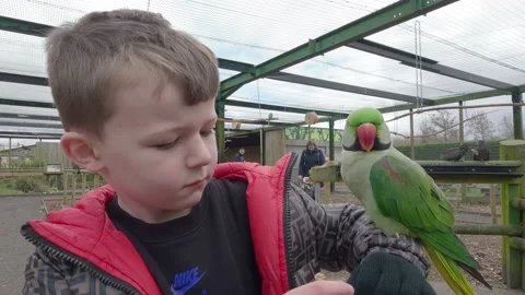 Young boy feeding captive birds at a nature reserve in the UK Stockbeeldmateriaal 238560250