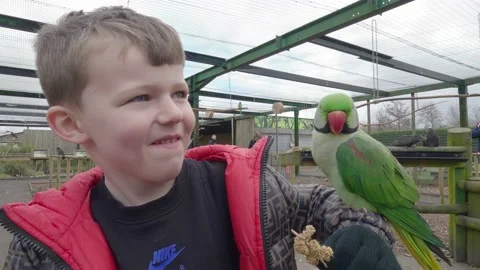 Young boy feeding captive birds at a nature reserve in the UK Stockbeeldmateriaal 238560280
