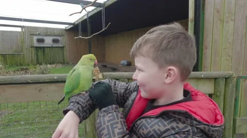 Young boy feeding captive birds at a nature reserve in the UK Stockbeeldmateriaal 238560426