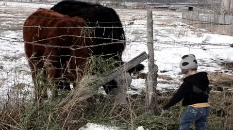 Young boy feeding cows P HD 7206 Stock Footage 10718367