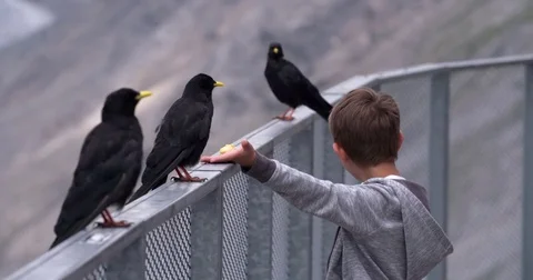 Young boy is feeding crows at a fence, Austria Video stock 79899847