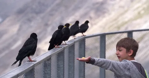 Young boy is feeding crows with his hand at a fence, Austria Video stock 79900878