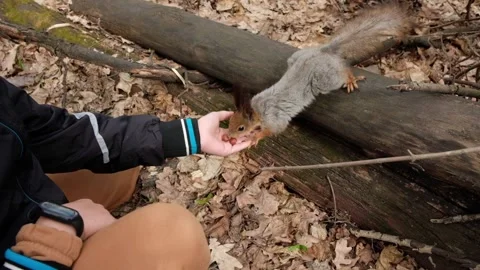 Young boy feeds gray fluffy squirrel nuts from his hands in spring forest. Stock Footage 189864529