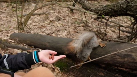Young boy feeds gray fluffy squirrel nuts from his hands in spring forest. Stock Footage 193343766