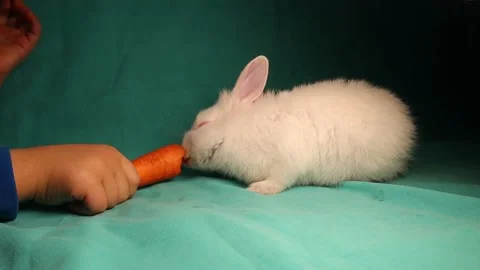 Young boy feeds his pet; white rabbit. child wants to become a veterinarian Stock Footage 149371690