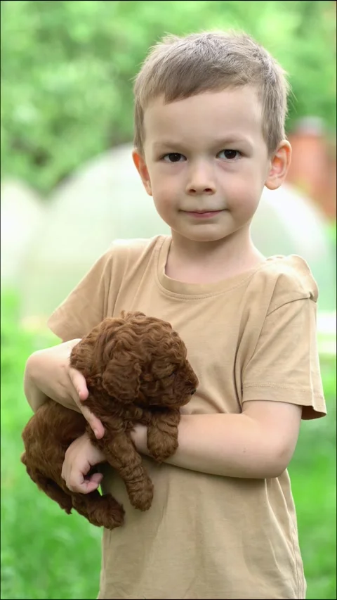 A young boy gently holds a cute fluffy brown puppy Video stock 337373734