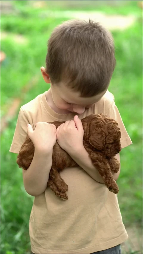 A young boy gently holds a cute fluffy brown puppy Vídeos de archivo 337374418