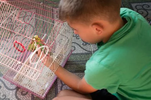 Young boy gently interacts with two small birds in their pink cage. Foto stock
