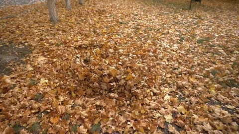 Young boy getting out of pile of leaves Stock Footage 98659443