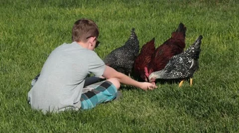 Young boy hand feeds pet chickens P HD 2484 Stock-Footage 11522564