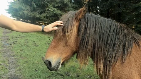 Young boy hand stroking horse Video stock 140823960