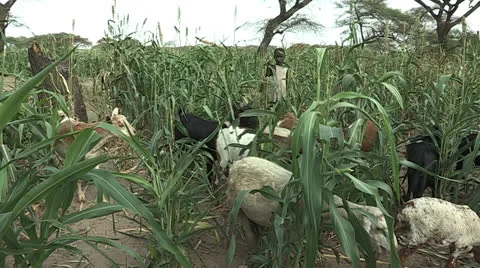 Young boy Herds Goats Stock Footage 23089735