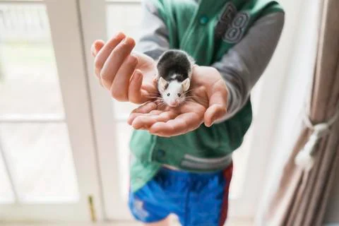 Young boy holding onto a pet mouse inside Stock Photos