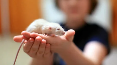 Young Boy Holding White Rat 스톡 동영상 34746022