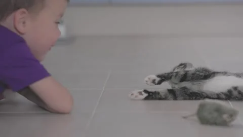 Young boy interacts with cat on floor innocence and happiness of childhood spent Video stock 285794107