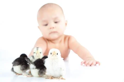 Young boy laying and looking at chickens Stock Photos