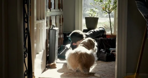 Young boy lays down while petting his well behaved dog in his home Video stock 109307281