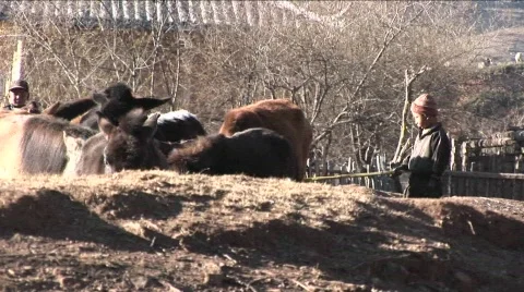 A young boy leads his herd of horses in the field in rural China. Stock Footage