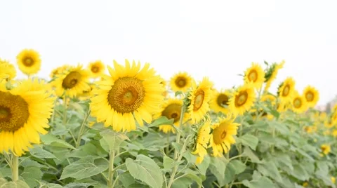 Young boy look interesting in the big yellow sunflower. 库存影片 61717896