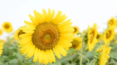 Young boy look interesting in the big yellow sunflower. Stock Footage 61718022