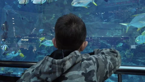 Young boy looking at the big aquarium with fish keeping in captivity Video stock 166095162