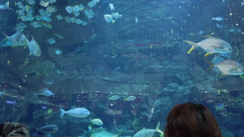 Young boy looking at the big aquarium with fish keeping in captivity Stock Footage 166095285
