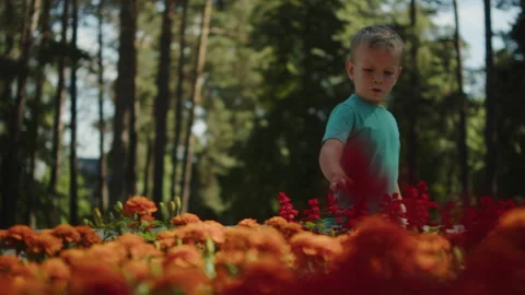 Young boy looking curiously at blooming orange flowers in a sunny park. Stock-Footage 343209358